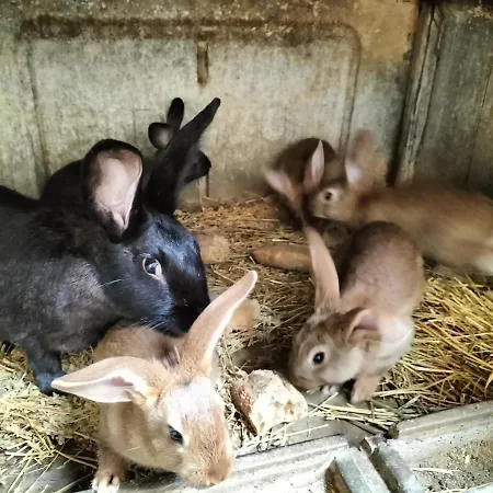 A La Ferme Puygouzon-et-Montsalvy